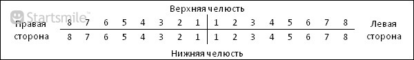 Зубная Формула Человека - christrussland
