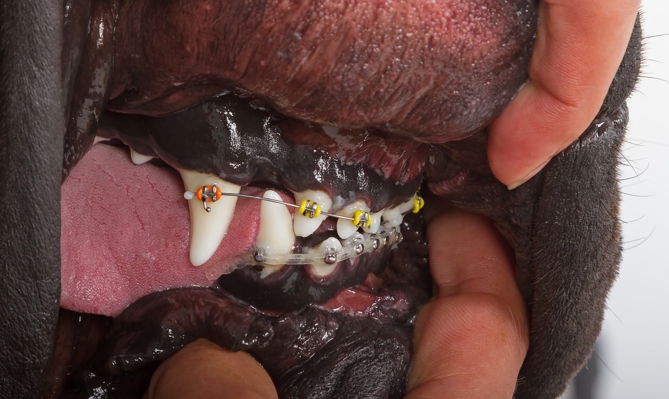 Фото брекетов на зубах у собаки