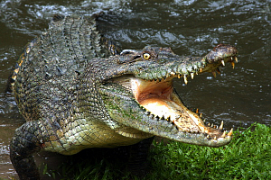 Зубы крокодила крупным планом