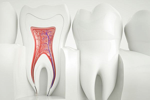 Корневые каналы зубов станут искусственными