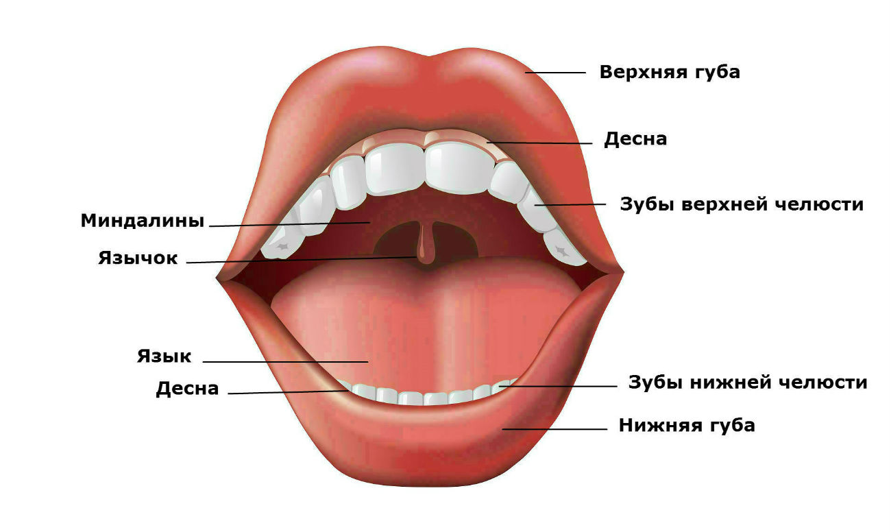 Части губ рта