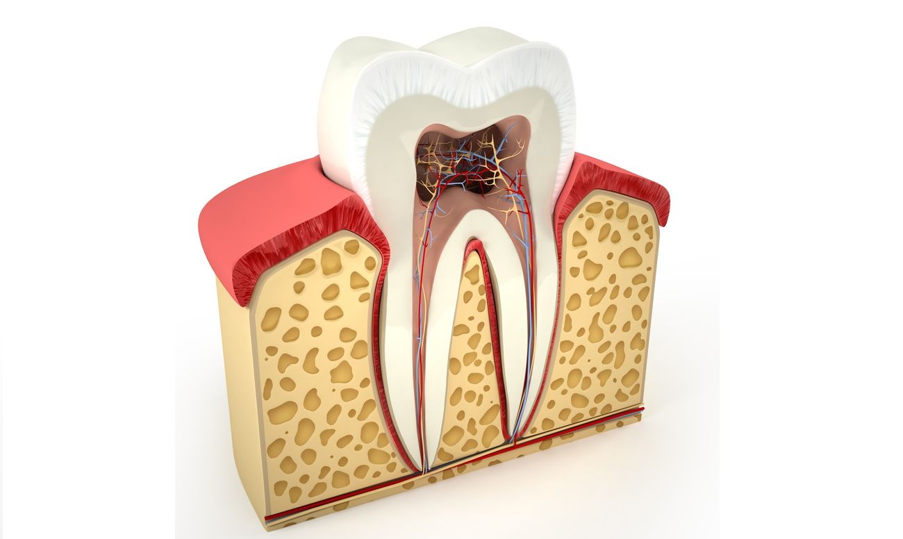 Пульпа зуба может быть восстановлена