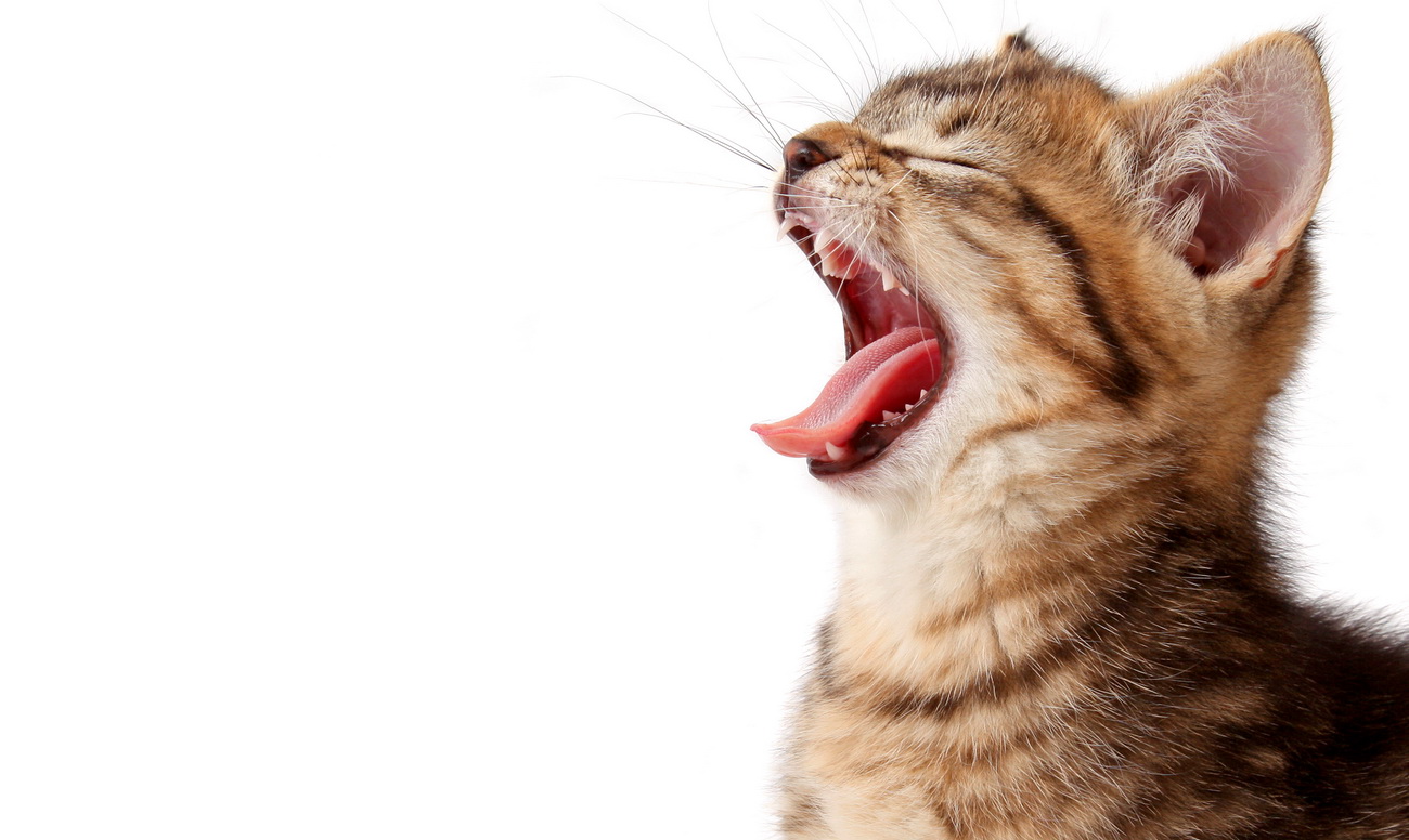 Чем опасны кошачьи зубы?