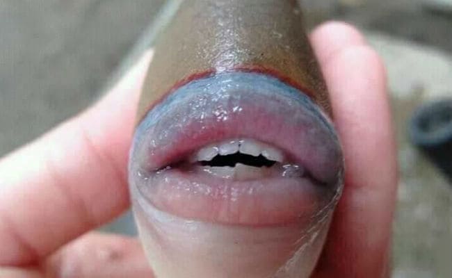 Фото рыбы с человеческим ртом, найденная в сетях мурманским моряком Романом Федорцовым