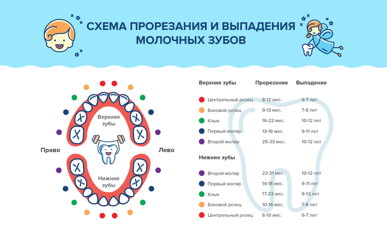 Молочные Зубы У Детей Схема Фото