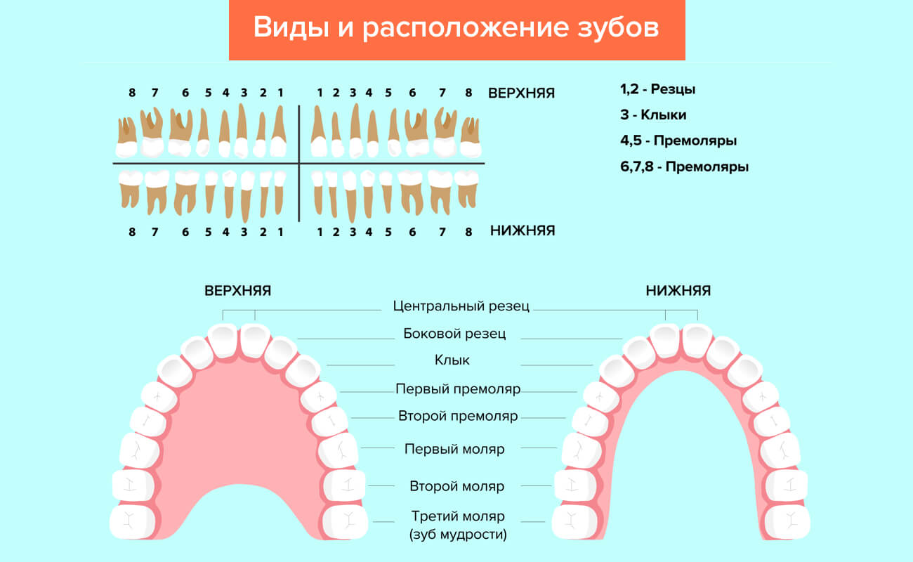 3 Зуба Фото