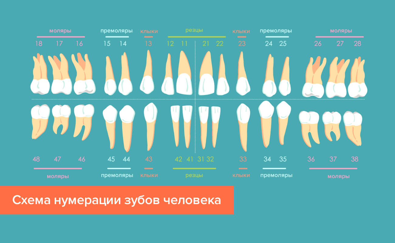 28 Зуб Где Находится Фото