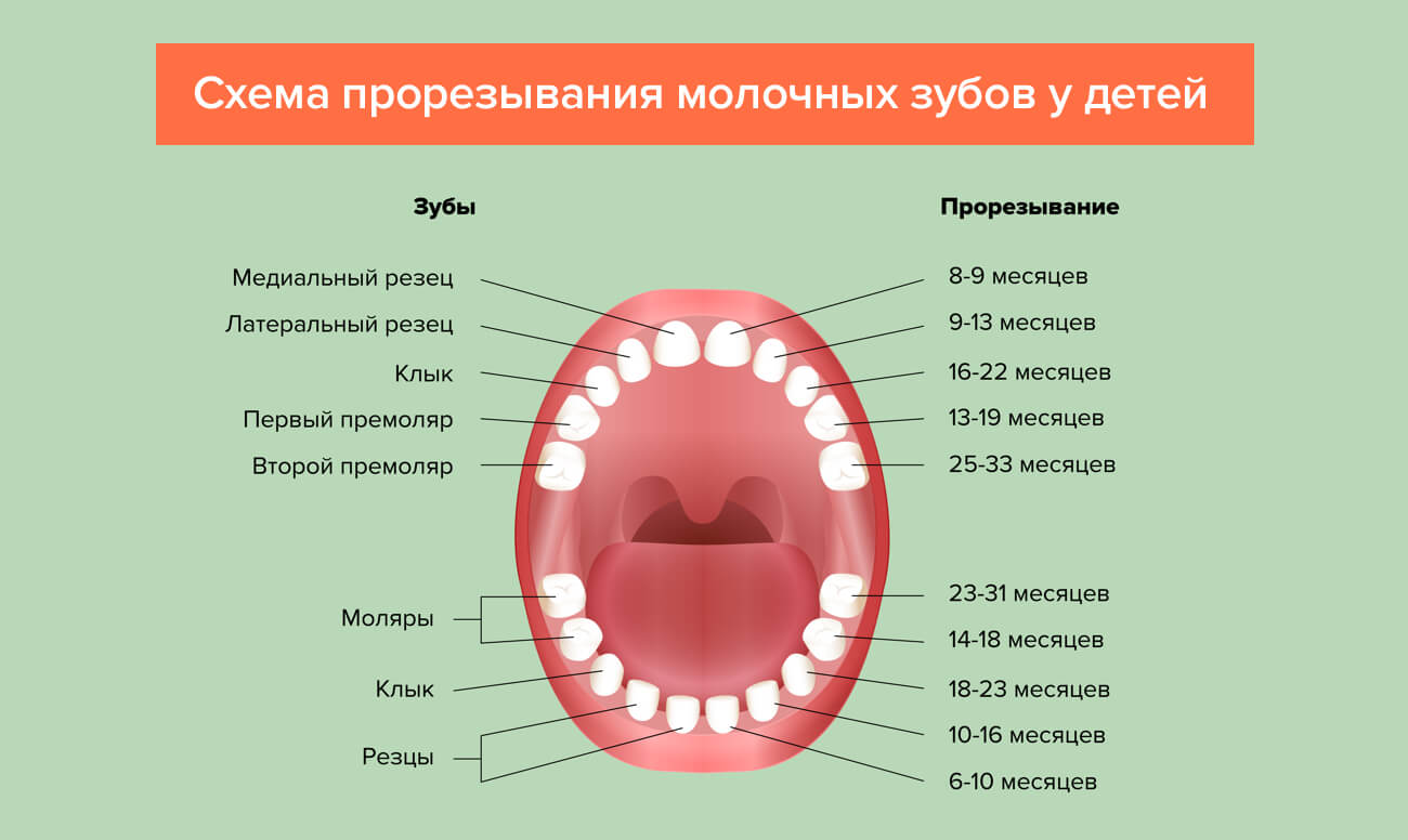 Когда вырастают молочные зубы. Зубы схема прорезывания молочных. Схема прорезывания постоянных зубов у детей. Схема прорезывания молочных зубов у детей до года. Схема прорезывания зубов моляры.