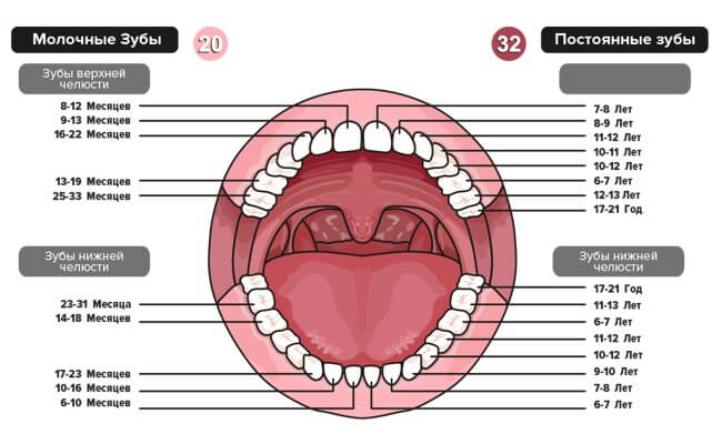 Схема прорезывания молочных и постоянных зубов