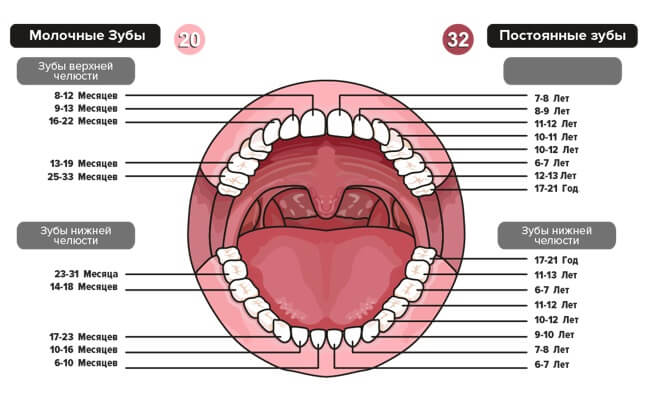 Схема Роста Зубов У Детей Фото