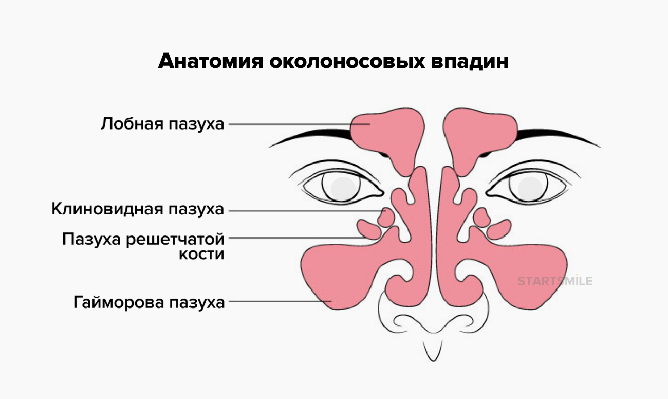 Строение синусов в картинках