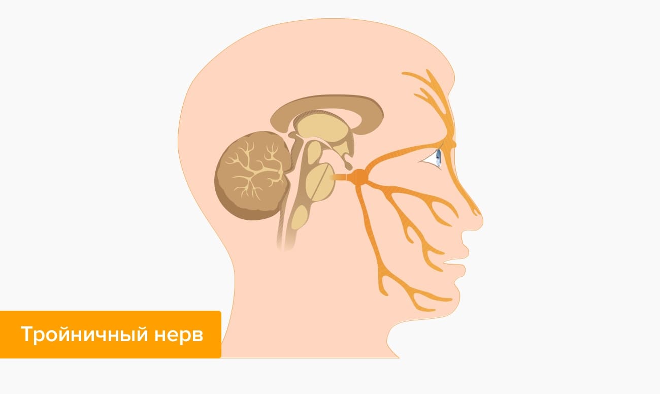 Тройничный нерв в картинках
