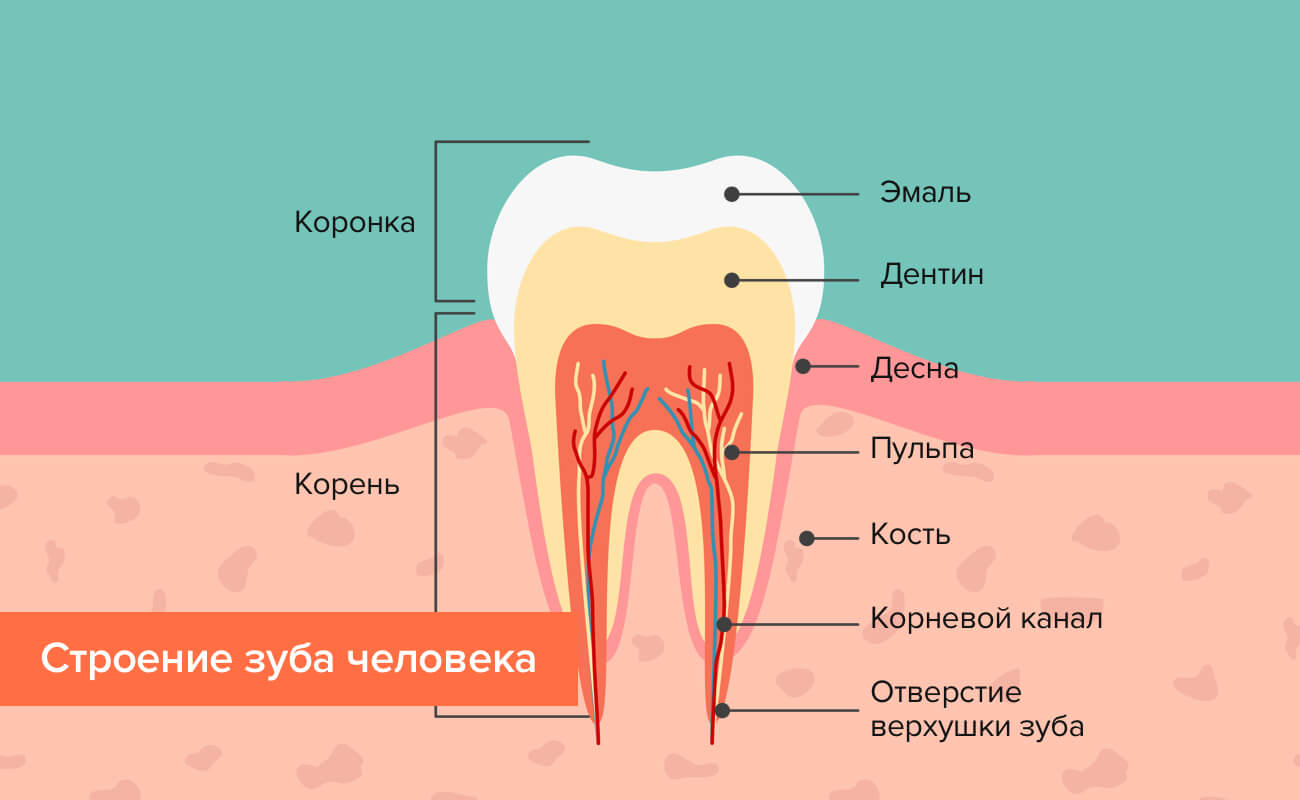 Фото Челюсти С Зубами По Номерам