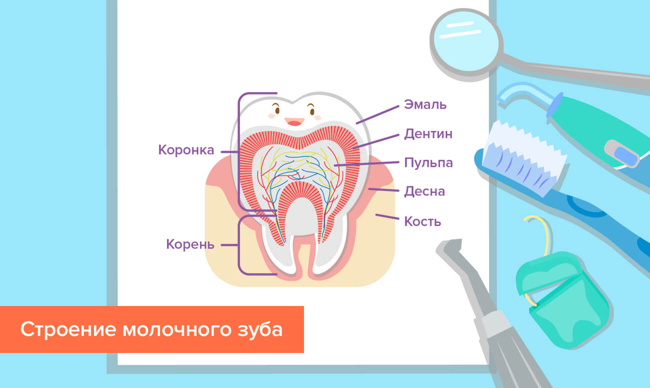 Строение молочного зуба в картинках