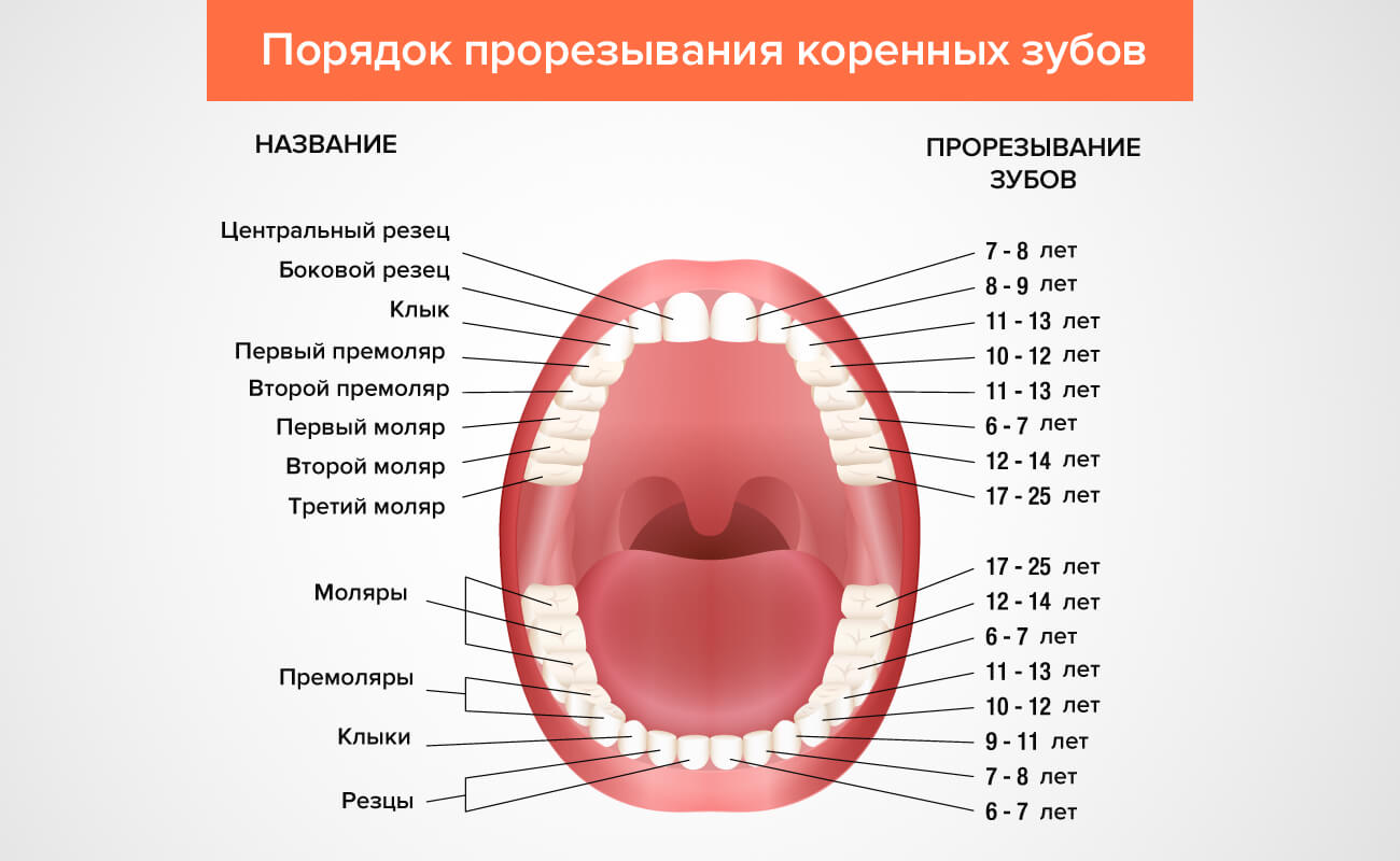 Коренные зубы вторым. Схема роста коренных зубов у детей. Порядок прорезывания коренных зубов. Зубы у детей схема прорезывания постоянных. Зубы у детей порядок прорезывания коренных зубов.