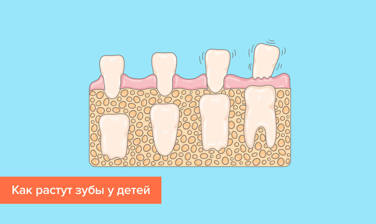 Процесс роста зубов у детей в картинках