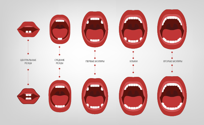 Схема прорезывания молочных зубов