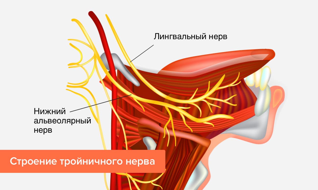 Строение тройничного нерва в картинках