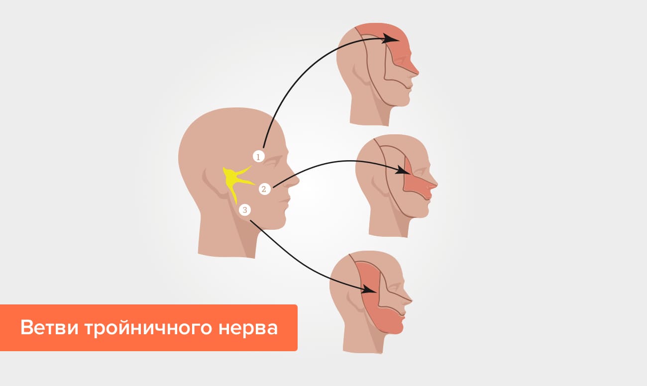 Ветви тройничного нерва в картинках