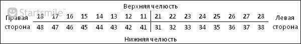 Строение зуба человека Нумерация зубов