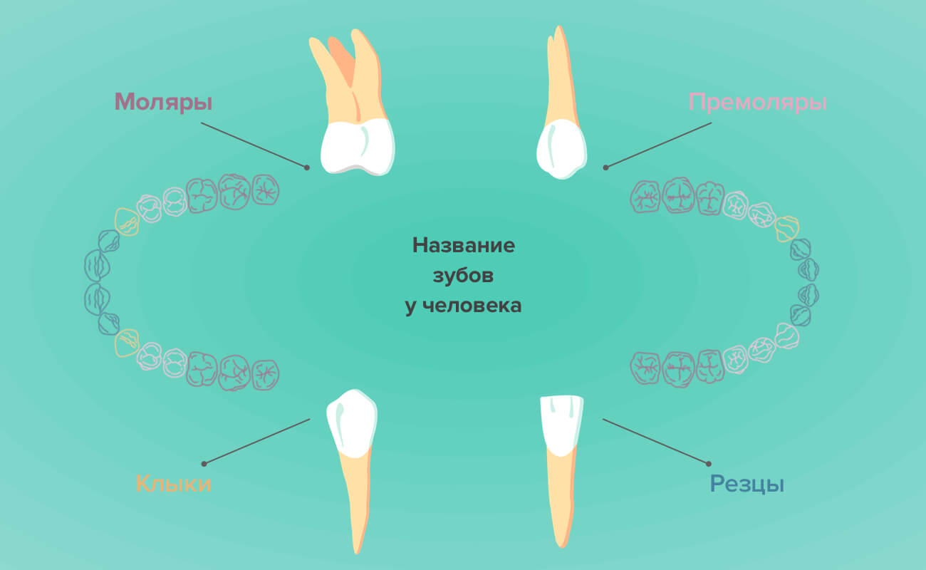 Название зубов у человека в картинках
