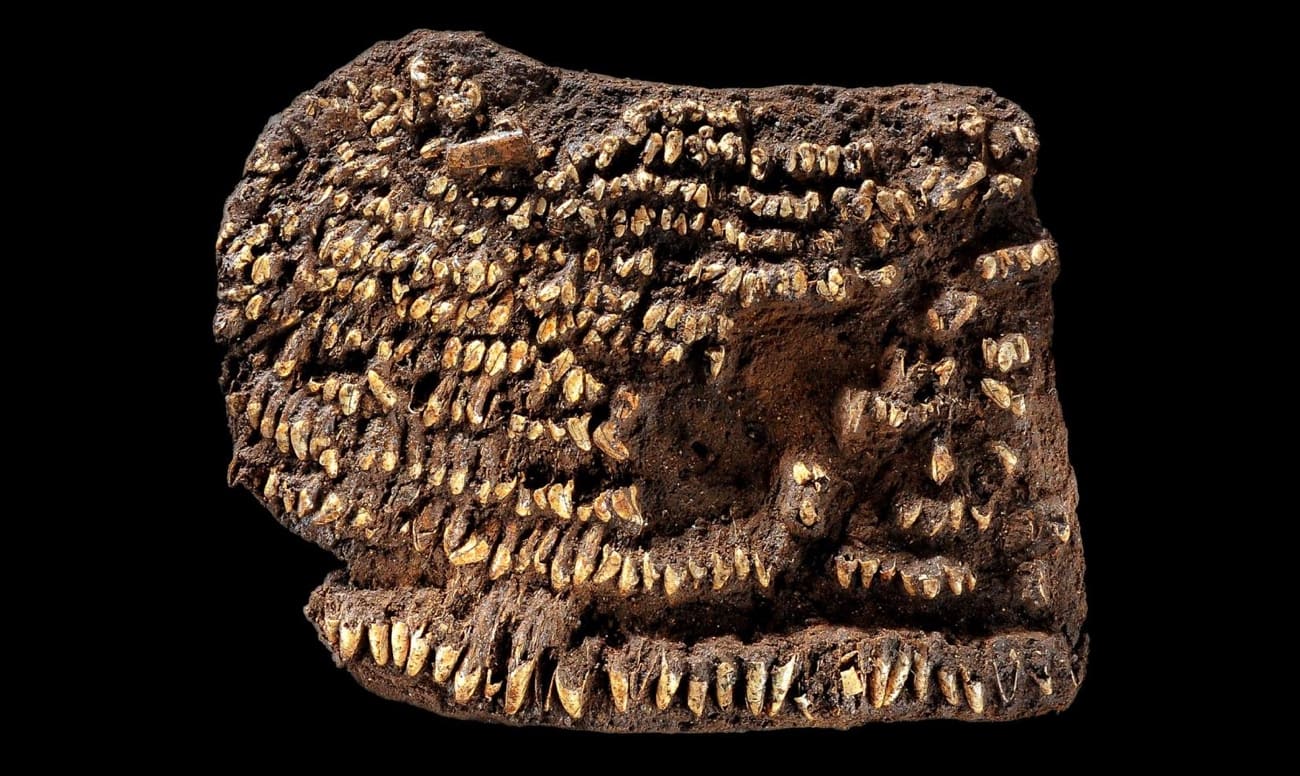 Фото древней сумки из волчьих зубов