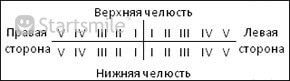 Строение зуба человека Зубная формула для молочного прикуса