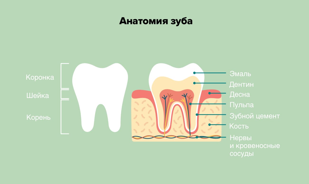 Зубы анатомия