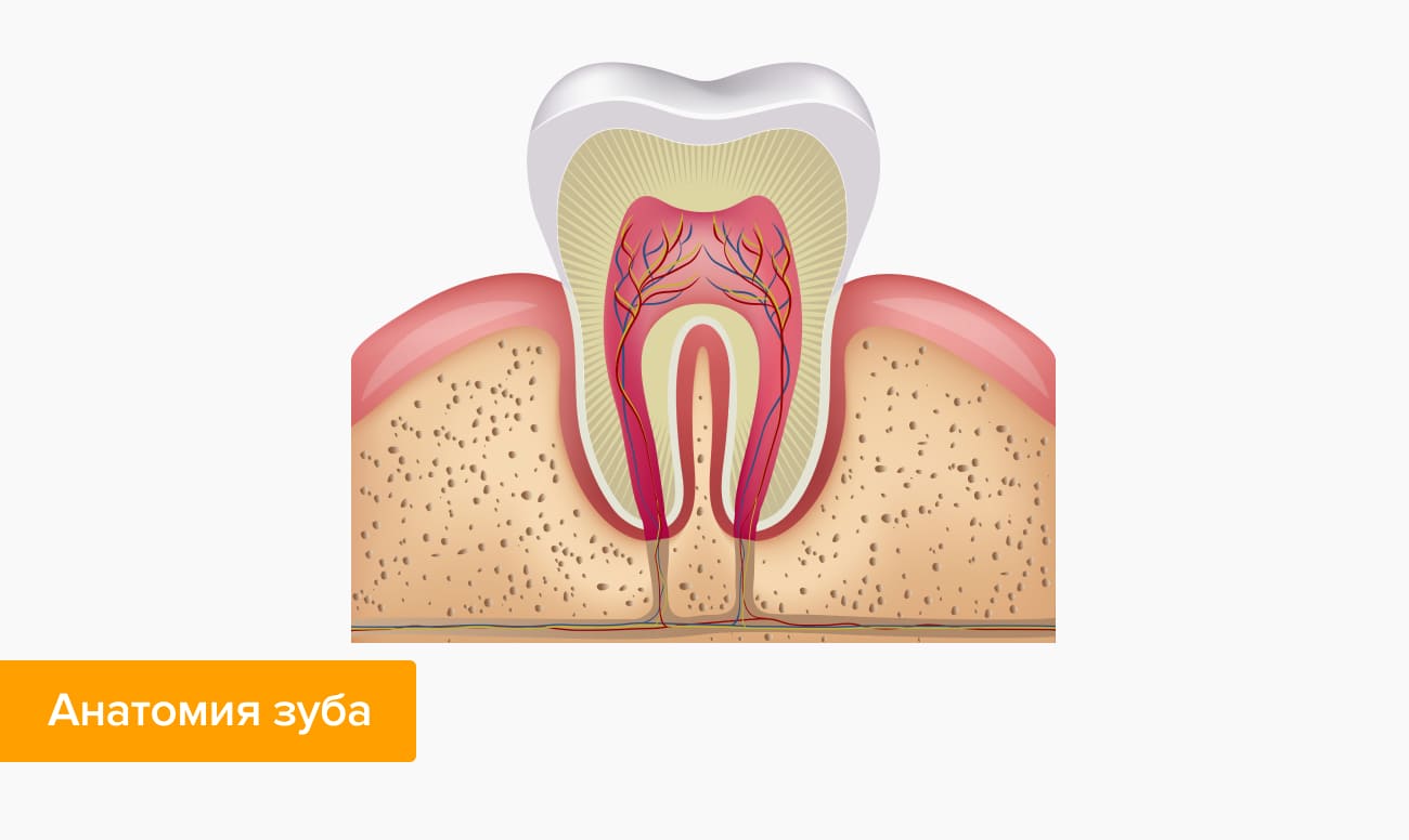 Анатомия зуба в картинках