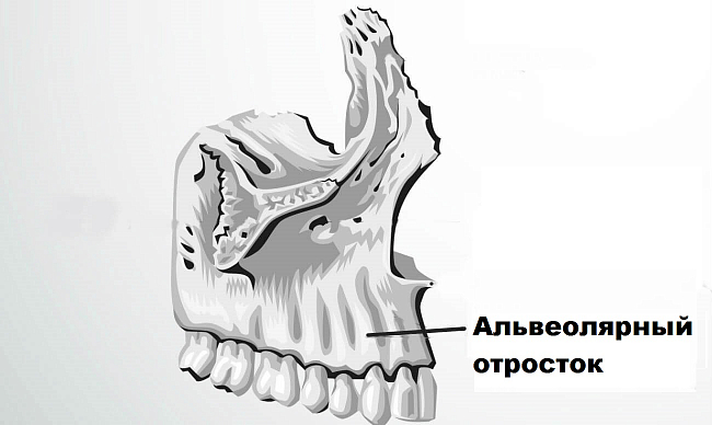 Отросток альвеолярный