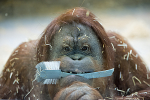 Даже обезьяны чистят зубы