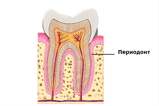 Периодонт