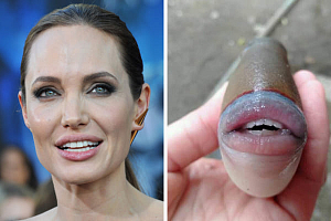 Рыба с улыбкой Анджелины Джоли
