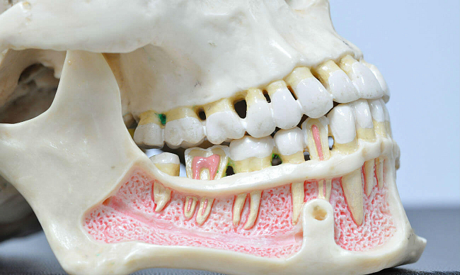 Зубочелюстная система