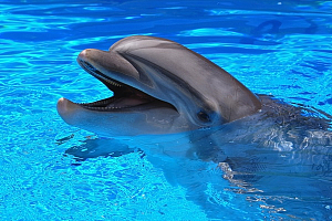 Дельфины теряют зубы