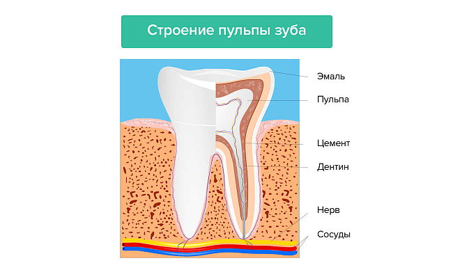 Пульпа зуба