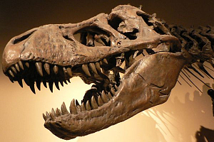 Какими были зубы динозавров?