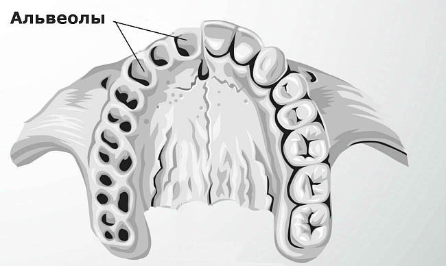 Альвеолы зубов — что это такое, где находятся?