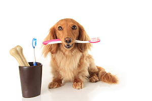 Как приучить домашних животных чистить зубы